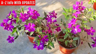 Download RIGHT way to grow \u0026 care for Tibouchina (they don't tell you this) MP3