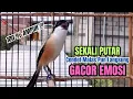 Download Lagu burung cendet gacor AMPUH BONGKAR FULL MATERI, PANCINGAN CENDET AGAR BUNYI bikin BURUNG PENTET GACOR