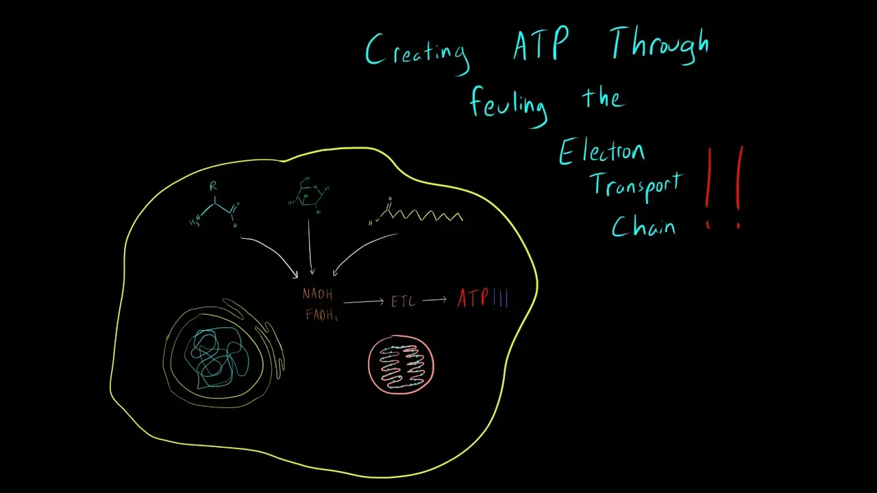 How Cells Produce ATP from Carbohydrates, Proteins and Lipids MCAT Biochemistry Metabolism