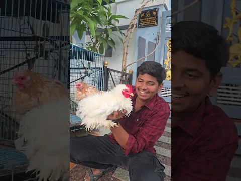 మన సబ్స్క్రయిబర్ అన్న ఇంట్లోనే ఇన్ని పెట్స్ పెంచుతున్నాడో చూడండి🦤 || ఇంతచిన్న ప్లేసులో ఇన్ని ఉన్నాయా