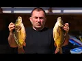 Download Lagu FRIED FISH.