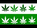 How Many Cannibas Dispensary s are in Monroe Michigan