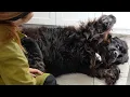 The Funniest Newfoundland Dog Groom You'll Ever See 😂