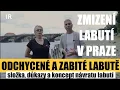 Download Lagu Labutě odloveny, ukradeny či snědeny 🇨🇿 IR ZPRAVY ⁉️ZMIZENÍ LABUTÍ
