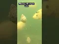 Lagu coba mancing umpan pelet kedalaman 6 meter pakai kamera underwater