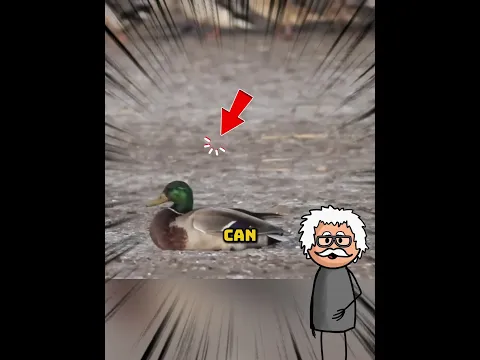 The fastest hunters in the sky 😨