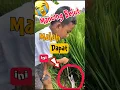 Download Lagu Mancing Belut dapat Ular 😭🐍 #mancing