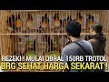 Download Lagu VIRAL ! NEMU MURAI TROTOL BARU MENDARAT OBRAL 150RB AN BANYAK JUGA MURAI TROTOL JANTAN 