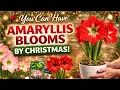You can have beautiful Amaryllis flowers by Christmas Amazon Bulb Unboxing