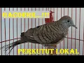 Download Lagu Perkutut lokal gacor