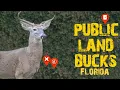 Find Old Bucks on Florida Public Land Map Scouting Strategies
