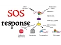 SOS response and DNA repair