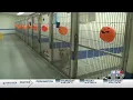 Humane Society of South Mississippi hoping to empty cages during Adopt-A-Shelter-Pet Month