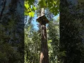 Wildplay Experience