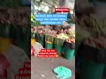 Download Lagu Bacalah Do'a ini karena surga dan neraka akan menDo'akan mu #shortsviral #doaharian  #boskecil