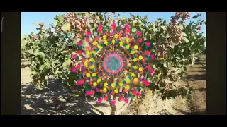 آهنگ درخت پسته بودم دم در بیابان چرا آبم ندادی ماهی تابان لطفا حمایت کنید دوستان عزیزم 