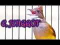 Download Lagu CUCAK JENGGOT BESET KASAR Durasi PANJANG