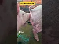 Lagu Pigs in happy mood 😅 #shorts  #shortvideo #fyp #pig #animal #farming #viralvideos #pets #agriculture
