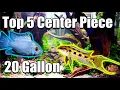 Top 5 Center Piece Fish For Your 20 Gallon Aquarium