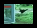 Most Funny gifs that would refresh your mood