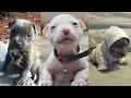 CUTEST and ADORABLE Pit Bull Puppies Compilation