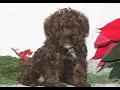 Shorkie-poo Puppies for Sale