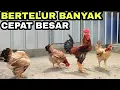 Download Lagu TIPS MEMILIH JENIS AYAM YG COCOK UNTUK DITERNAK💯