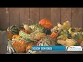Squash season arrives 3 easy dish ideas with Omaur Bliss FOX 9 Good Day