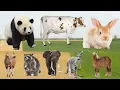 Download Lagu Lively Compilation of Animal Sounds : Panda, Cow, Rabbit, Bull, Raccoon - Animal Moments