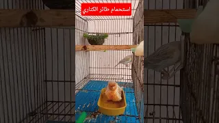 استحمام طائر الكناري Canarias كناري Birds طيور مقنين تربية الطيور المغردة طبيعة استحمام 