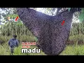 Tak di sangka‼️batang leter u kanan kiri madu#bee #honney #panenmaduhutan 