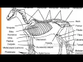 Naming bones in the horses body