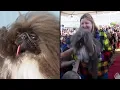Pekingese Named Wild Thang Is 2024 World s Ugliest Dog