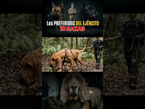 El Mejor Rastreador del Planeta: ¡Habilidades Asombrosas! #Ejercito #PerrosMilitares #K9