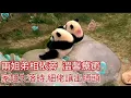 Download Lagu EP1🐼7月9日💗療癒視頻💗由大場回到舊家,細佬得得坐在石上啃竹葉,悠然自得😚家姐加加卻不停在側門徘徊,仍然希望返回大場,一副若有所失的樣子😥後來家姐坐在細佬身旁,更挨著細佬,整個畫風變得溫馨🥰