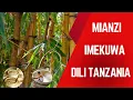 Download Lagu FURSA MPYA ZAO LA MIANZI  KAZI NA FAIDA ZAKE KUKUZA UCHUMI WA TANZANIA