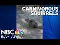 Carnivorous squirrels Scientists observe rodents hunt eat voles in the East Bay