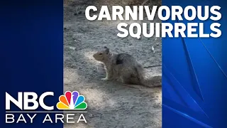 Carnivorous squirrels Scientists observe rodents hunt eat voles in the East Bay