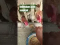 Download Lagu ayam sengkuni kurang produksi telur
