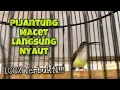 Download Lagu Pijantung Mbeset Nembak‼️Pancingan Pijantung Pisang Agar Cepat Bunyi Gacor | Kicau Tembak