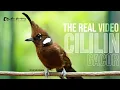 Download Lagu MASTERAN CILILIN GACOR SUARA BERSIH REAL VIDEO MEWAH