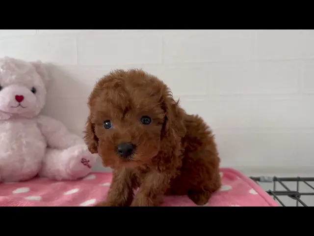 動画