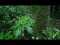 Deep Sleep Instantly (No Ads) | Natural Forest Rain ASMR for Insomnia Relief
