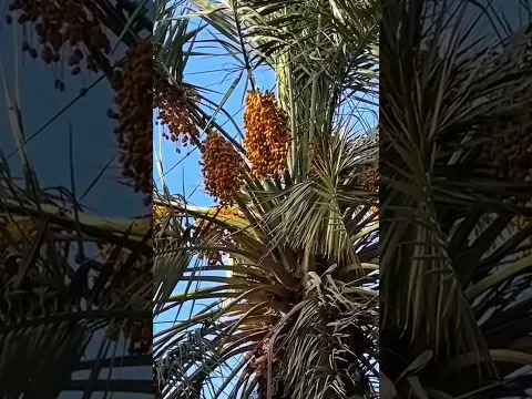 Hazrat Salman Farsi (RA) Ka Khajoor Ka Bagh 😭 | Where 300 Date Trees Were Planted By Prophet ﷺ
