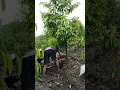 Lagu Cara memindahkan pohon durian dari lahan ke pot