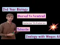 Dorsal Vs Ventral Anterior Vs Posterior