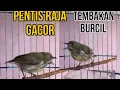 Download Lagu masteran pentis raja gacor