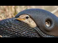 Download Lagu Desert Rescue: Man Saves Bird from Snail While Resting with Camel #animalrescue #wildlife #birds