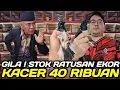 Lagu GILA !!! 500 EKOR KACER BODY SUPER DIJUAL UGAL UGALAN MULAI 40 RIBUAN HARI INI DIKIOS ALHAMDULILLAH