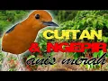 Download Lagu Suara ANIS MERAH Betina Gabungan Ngecit dan NGecir Agar Burung Jadi Kenceng Birahi Njentit